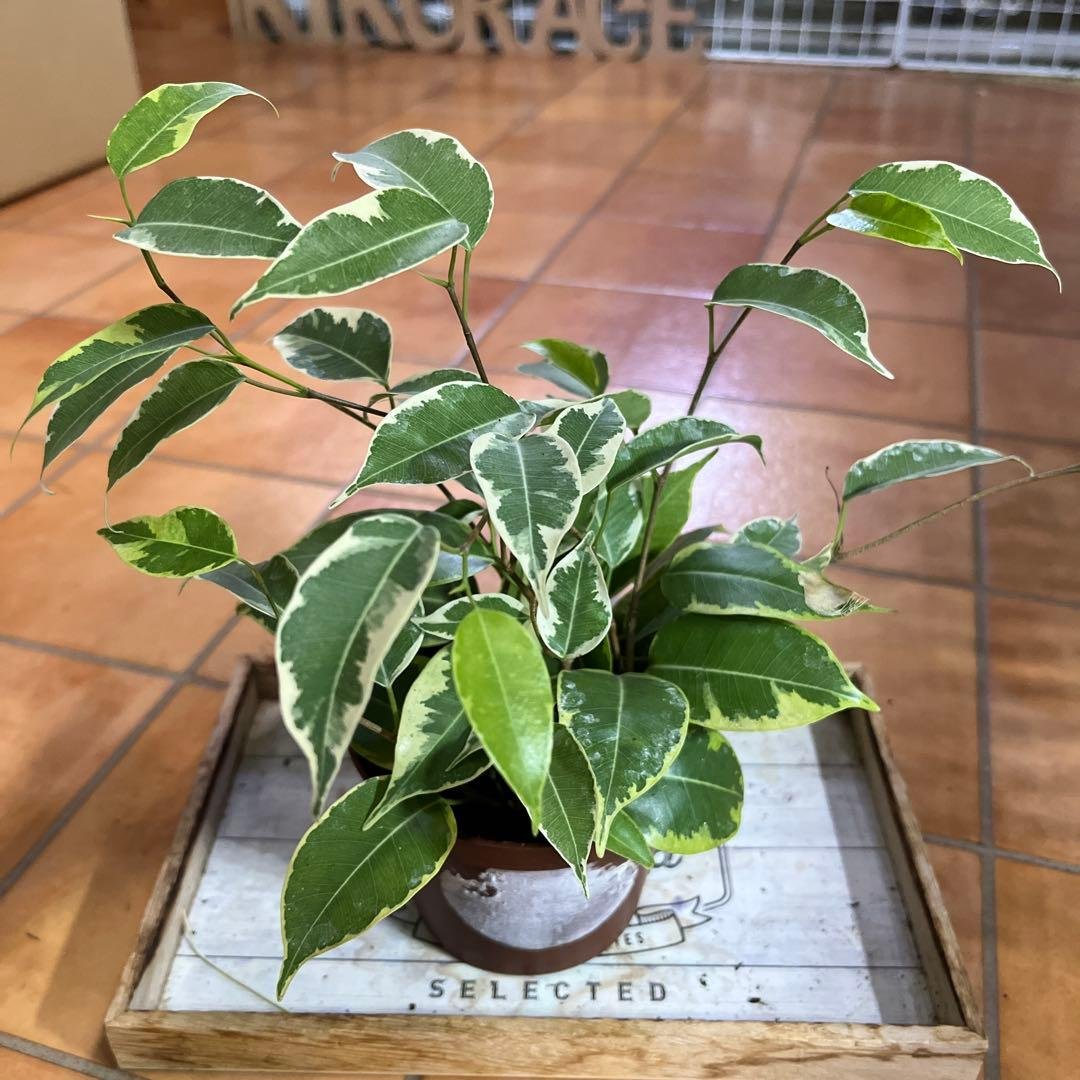 Ficus Benjamina Golden King, Potted Plant, Foliage Plant