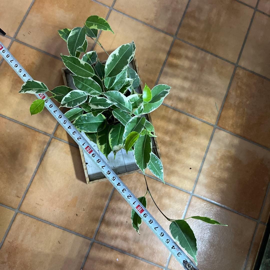 10cm hydroponic